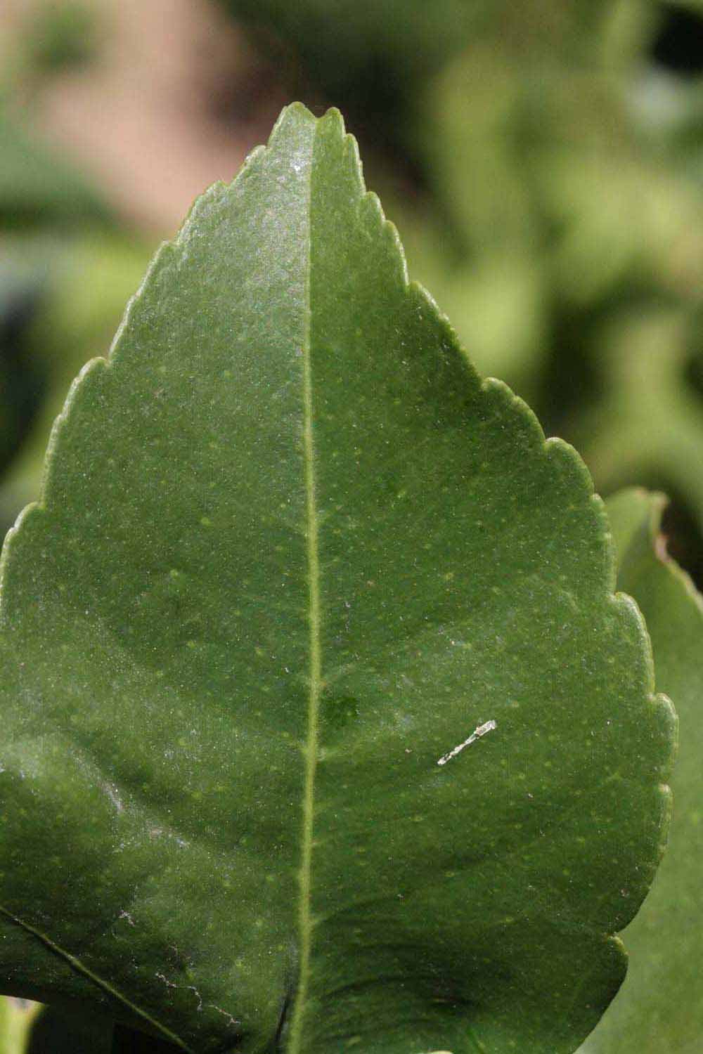              Margin (Riverside, CA)       